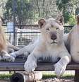 Registros de leão e leoas no Darling Downs Zoo. Foto de 2023, compartilhada pelo local  Foto: Reprodução/Facebook/Darling Downs Zoo