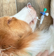 Cão Pingo durante cuidados em UTI após intoxicação por plantas  Foto: Arquivo Pessoal