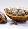 Cacau é alimento funcional poderoso   Foto: Freepik