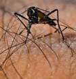 Itália teve mais de 380 casos de dengue autóctone entre 2006 e 2023  Foto: ANSA / Ansa - Brasil