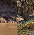 Sucuri cai de árvore e é atacada por onça-pintada no Pantanal  Foto: Reprodução/Instagram/Duda Fernandes Falcão