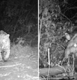 Animais são flagrados ‘espiando’ câmeras camufladas no Pantanal  Foto: Reprodução/Instagram/Instituto Homem Pantaneiro (IHP)