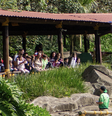 Animália Park une parque de diversão e zoo em São Paulo  Foto: Divulgação/Facebook/Animalia 