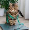 A obesidade é prejudicial para a saúde de cães e gatos  Foto: Victoria 1 | Shutterstock / Portal EdiCase