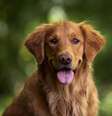Golden Retriever está entre as raças de cães mais inteligentes  Foto: Freepik