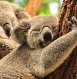 Além da fofura, os coalas têm características peculiares impressionantes  Foto: Andras Deak | Shutterstock / Portal EdiCase