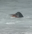 Leão-marinho ataca polvo durante etapa da WSL  Foto: Reprodução/YouTube/WSL