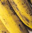Banana com a casca escura faz mal? Entenda  Foto: Freepik