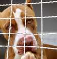Foto ilustrativa de um cachorro pitbull  Foto: Fabrícia Costa/Divulgação Semae / Perfil Brasil
