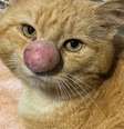 Barney, gato resgatado na Irlanda do Norte, com seu famoso "narigão"  Foto: Facebook/Rescue Cats NI / Reprodução