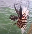 Peixe-leão foi visto em Maraú, na Bahia  Foto: Instagram/@barragrande24h / Reprodução