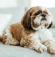 Shih-tzu é uma das raç;as indicadas para criar em apartamento  Foto: Freepik