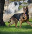 Pastor Alemão é um ótimo cão de guarda  Foto: Freepik