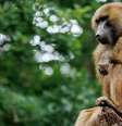Zoológico de Nuremberg disse que não conseguiu controlar população de babuínos  Foto: DW / Deutsche Welle
