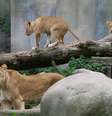 Zoologico afirma respeitar a cadi alimentar e tratar os animais com respeito   Foto: Foto: Peter Bischoff/Getty