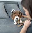 Quando cães e humanos fazem contato visual, ambos sentem uma onda de oxitocina. Dmytro Zinkevych/Shutterstock.com  Foto: The Conversation