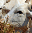 Apesar de não estar isenta da tarifa de 50% dos EUA, a exportação de carne do Centro-Oeste não deve ser tão impactada  Foto: Arquivo/Agência Brasil