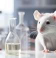 Sancionada em 30 de julho de 2025, lei que proíbe o uso de animais vertebrados vivos em testes de cremes, xampus e outros produtos cosméticos satisfaz uma expectativa crescente por práticas mais humanizadas no setor e demonstra amadurecimento da relação entre ciência e indústria no Brasil.  Foto: Freepik, CC BY / The Conversation