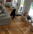Urso é colocado para correr por Lulu da Pomerânia no Canadá  Foto: Instagram/@kaylakleine / Reprodução
