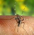 Mosquito transmissor da febre do Nilo Ocidental  Foto: ANSA / Ansa - Brasil