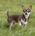 Chihuahua está entre as raças de cães com uma expectativa de vida longa  Foto: Freepik