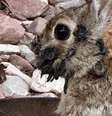 Vírus que gera "tentáculos" na cabeças de coelhos não é transmissível para outros animais, nem para humanos  Foto: Reprodução/NBCPalmsPrings