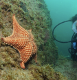 Uma estrela do mar típica das águas da Ilha Grande: símbolo da resistência da rica diversidade marinha da região, que luta contra a poluição, a perigosa propagação dos micro plásticos e a bioinvasão de espécies de algas, crustáceos, esponjas e corais intrusos, vindos de outras regiões do mundo, muitas vezes nos cascos de navios estrangeiros.  Foto: Alcides Falanghe, CC BY / The Conversation
