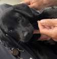 Cachorro foi adotado por um funcionário  Foto: Divulgação/Polícia Civil de Santa Catarina