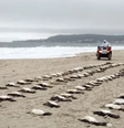 136 pinguins-de-Magalhães foram encontrados mortos na Praia de Jurerê, em Florianópolis  Foto: Reprodução/associacaor3animal/Instagram