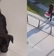 Homem abandona cachorro no aeroporto após ser impedido de embarcar com caixa transportadora irregular /  Foto: PCSC / Contigo
