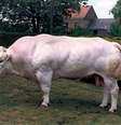 Gado Belga Azul é visto em pastagem  Foto: Belgian Blue Beef Breed Fullbloods and XBreds. / Divulgação