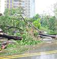 Rua coberta de galhos e folhas de árvores caídas, enquanto o Tufão Kajiki traz ventos fortes e chuva torrencial em 25 de agosto de 2025 em Sanya, província de Hainan, na China.  Foto: Sun Qing/VCG via Getty Images