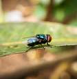 A mosca-bicheira do Novo Mundo é uma espécie de mosca parasita bem conhecida pela maneira como suas larvas comem tecidos vivos  Foto: Dinar Bud/GettyImages