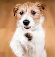 O cachorro “fiapo de manga” é reconhecido pelos pelos arrepiados que viraram marca registrada  Foto: Reddogs | Shutterstock / Portal EdiCase