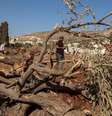 Israel destruiu centenas de oliveiras em Al Mughayyir, na Cisjordânia  Foto: ANSA / Ansa - Brasil