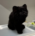 Filhote raro de gato-do-mato melânico é resgatado em SC  Foto: Prefeitura Jaraguá do Sul / Divulgação