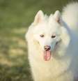 O Samoieda é uma raça de cães da categoria spitz, originária do norte da Rússia, na Sibéria  Foto: Freepik