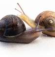 Ned é um caracol com a concha em sentido anti-horário, que acontece em apenas 1 a cada 40 mil  Foto: Giselle Clarkson