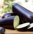 Funcional, a berinjela cabe em qualquer dieta e enriquece o valor nutricional das refeições  Foto: Vandelay Industries | Shutterstock / Portal EdiCase