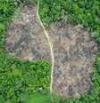 Amazônia perde mais de 500 mil km² de áreas de mata em 40 anos  Foto: Getty Images