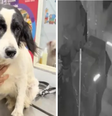 Apesar do susto e de o ato heróico ter ferido as cordas vocais do cachorro, ele segue bem e estável  Foto: Reprodução/TikTok/@super_manchis
