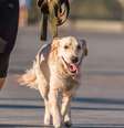 Adotou seu primeiro pet? Especialista responde principais dúvidas de novos tutores  Foto: Shutterstock / Alto Astral