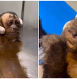 Macaca é encontrada baleada no Rio de Janeiro  Foto: Reprodução/Instagram/@institutovidalivre