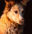 Cachorro Encrenca é um dos corações de 'Suçuarana'  Foto: Embaúba Filmes/Divulgação / Estadão