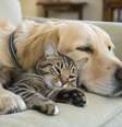 Veja como adaptar seu apartamento para o bem  Foto: estar de cães e gatos; rotina estruturada e enriquecimento ambiental são essenciais para o pet - Reprodução: Canva/Rom creator / Bons Fluidos