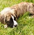 Entenda por que alguns cachorros comem grama  Foto: Freepik
