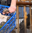 Centenas de animais foram resgatados em operação da polícia no RIo  Foto: Reprodução/X @PCERJ