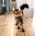 Gato rajado andando pela casa  Foto: Patas Da Casa