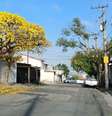 Floração de ipês amarelos na cidade de São Paulo (SP), em 11 de setembro de 2025. O inverno tardio e o calor atípico para esta época do ano, além do prenúncio da chegada da primavera, influenciam na floração da espécie.  Foto: MARCO AMBROSIO/ATO PRESS/ESTADÃO CONTEÚDO
