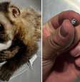 Maria, macaca que perdeu os movimentos após ser baleada no Rio de Janeiro, morreu neste domingo, 21  Foto: Montagem/Reprodução/Instituto Vida Livre